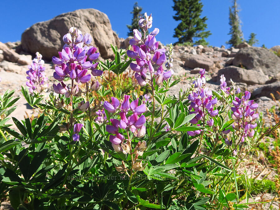 broad-leaf lupine (Lupinus latifolius) [Pacific Crest Trail, Mt. Hood National Forest, Clackamas County, Oregon]