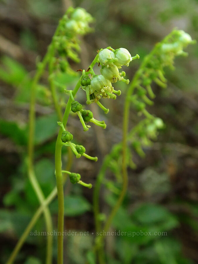 one-sided wintergreen (Orthilia secunda (Pyrola secunda)) [Pacific Crest Trail, Mt. Hood Wilderness, Clackamas County, Oregon]