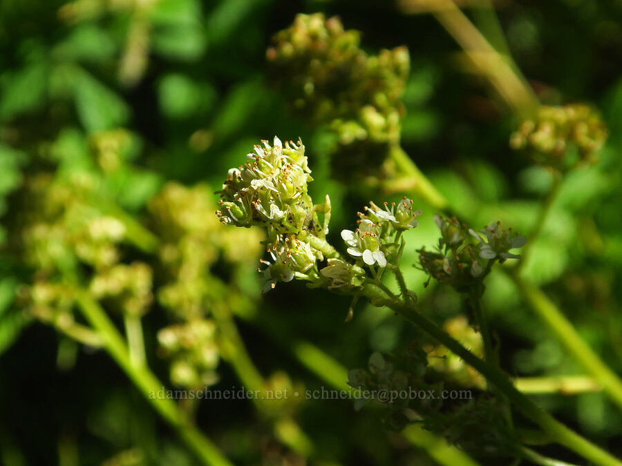 saxifrage (which?) (Micranthes sp. (Saxifraga sp.)) [Pacific Crest Trail, Mt. Hood Wilderness, Clackamas County, Oregon]