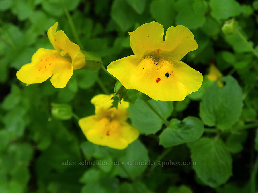 sharp-leaf monkeyflower (Erythranthe decora (Mimulus guttatus var. decorus)) [Pacific Crest Trail, Mt. Hood Wilderness, Clackamas County, Oregon]