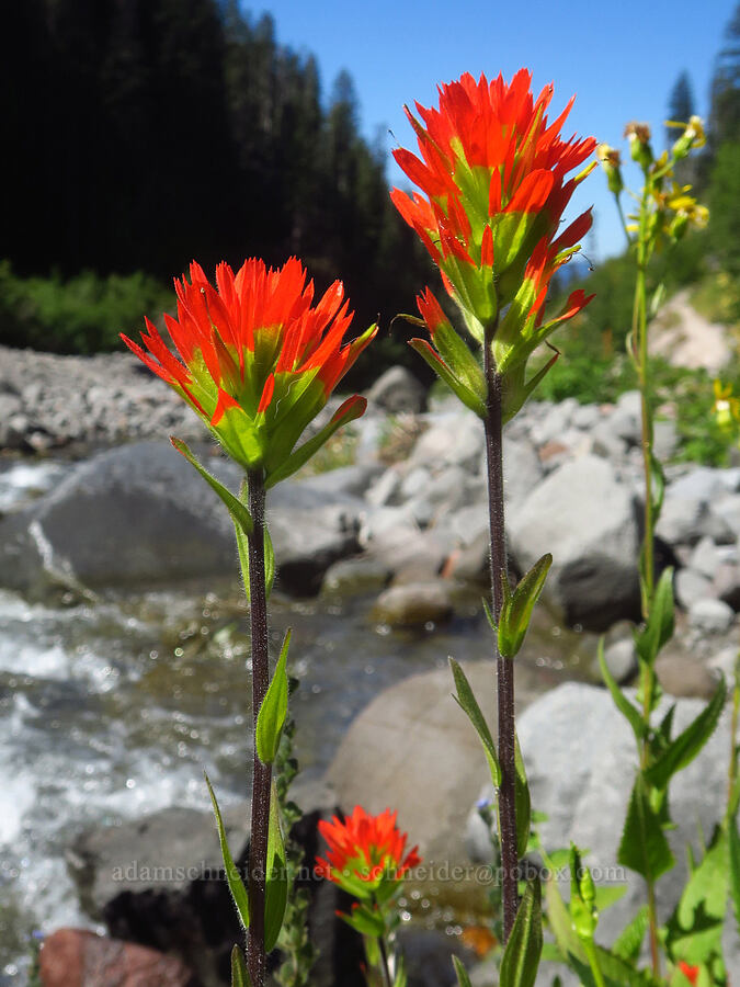 Suksdorf's paintbrush (Castilleja suksdorfii) [Pacific Crest Trail, Mt. Hood Wilderness, Clackamas County, Oregon]