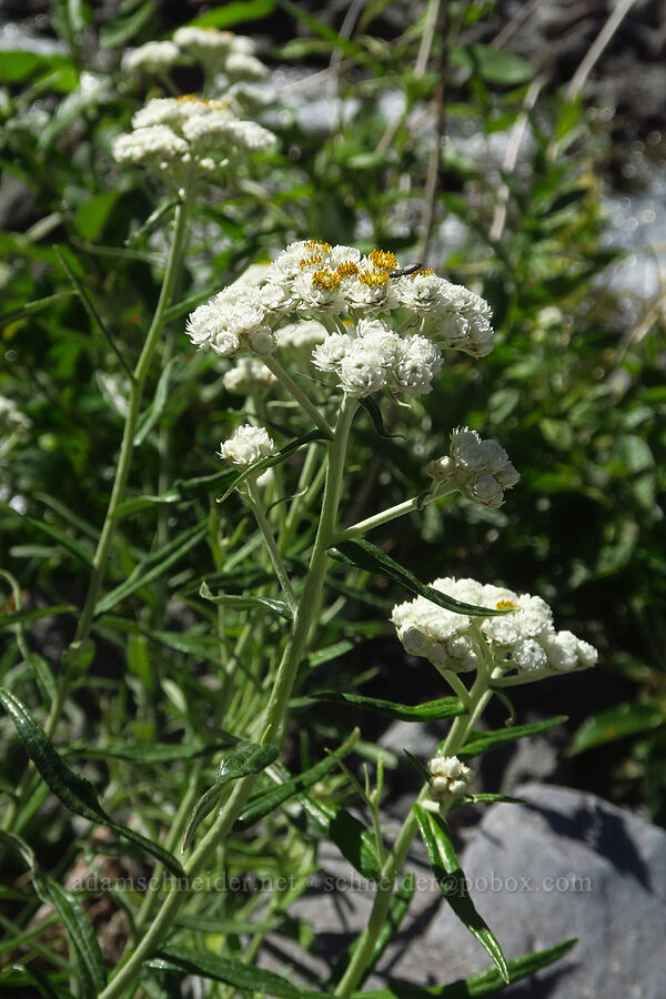 pearly everlasting (Anaphalis margaritacea) [Pacific Crest Trail, Mt. Hood Wilderness, Clackamas County, Oregon]