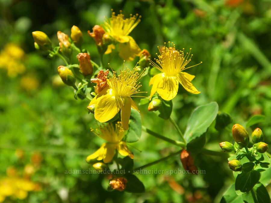 western St.-John's-wort (Hypericum scouleri) [Pacific Crest Trail, Mt. Hood Wilderness, Clackamas County, Oregon]