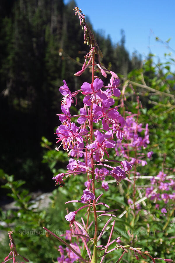 fireweed (Chamerion angustifolium (Chamaenerion angustifolium) (Epilobium angustifolium)) [Pacific Crest Trail, Mt. Hood Wilderness, Clackamas County, Oregon]
