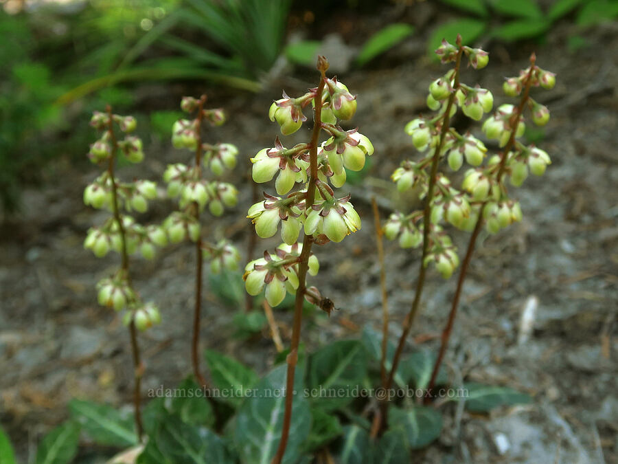 white-vein wintergreen (Pyrola picta) [Pacific Crest Trail, Mt. Hood Wilderness, Clackamas County, Oregon]
