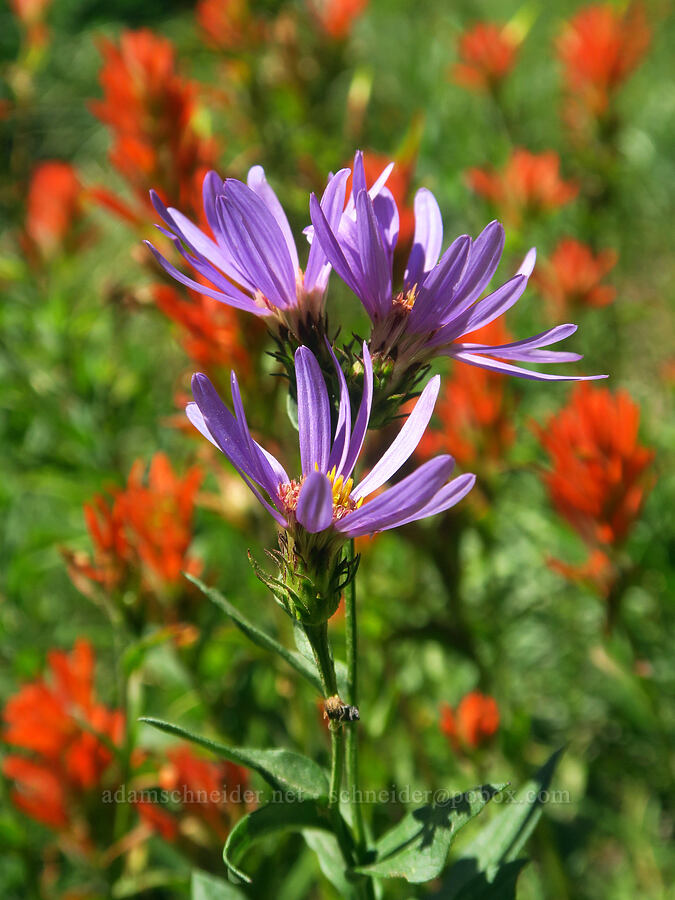 Cascade asters & scarlet paintbrush (Doellingeria ledophylla (Eucephalus ledophyllus) (Aster ledophyllus), Castilleja miniata) [Pacific Crest Trail, Mt. Hood Wilderness, Clackamas County, Oregon]