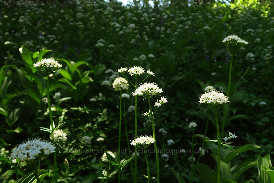 Sitka valerian (Valeriana sitchensis) [Paradise Park Trail, Mt. Hood Wilderness, Clackamas County, Oregon]