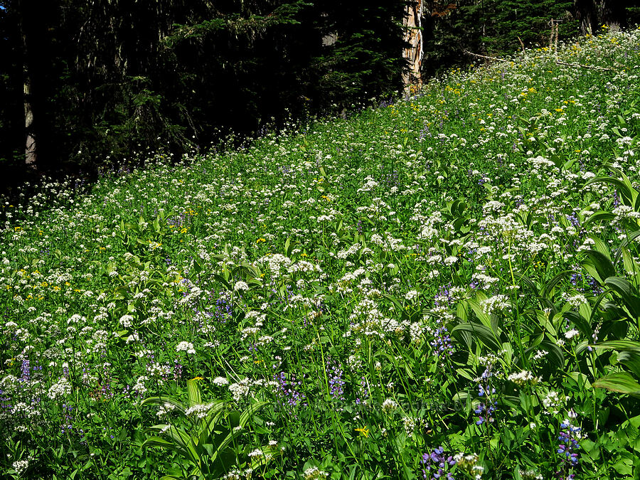 wildflowers (Valeriana sitchensis, Lupinus latifolius, Senecio triangularis, Veratrum viride var. eschscholtzianum (Veratrum eschscholtzii)) [Paradise Park Trail, Mt. Hood Wilderness, Clackamas County, Oregon]