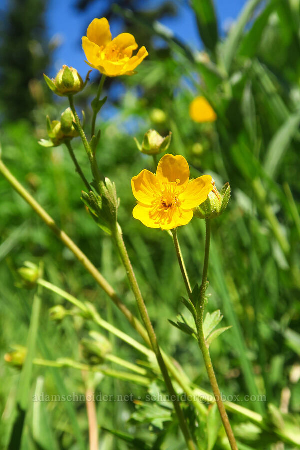 fan-leaf cinquefoil (Potentilla flabellifolia) [Paradise Park Loop Trail, Mt. Hood Wilderness, Clackamas County, Oregon]