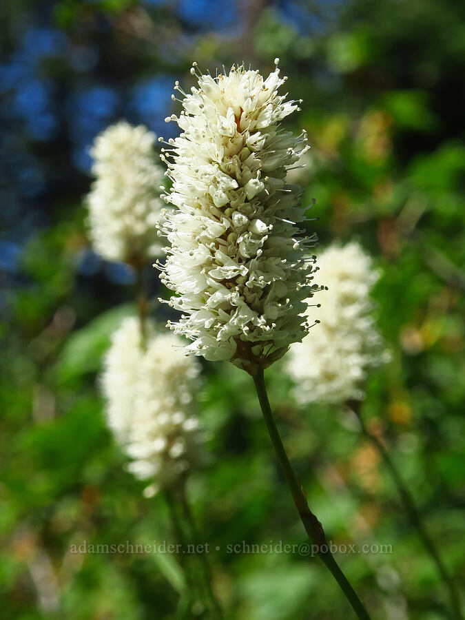western bistort (Bistorta bistortoides (Polygonum bistortoides)) [Paradise Park Loop Trail, Mt. Hood Wilderness, Clackamas County, Oregon]