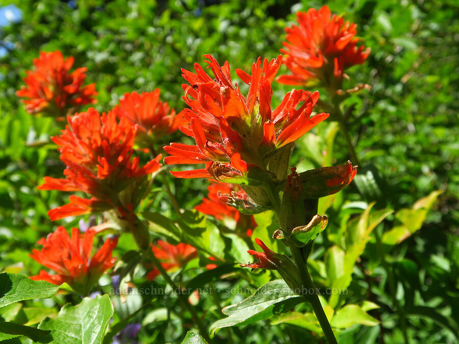 harsh paintbrush (Castilleja hispida var. hispida) [Paradise Park Loop Trail, Mt. Hood Wilderness, Clackamas County, Oregon]