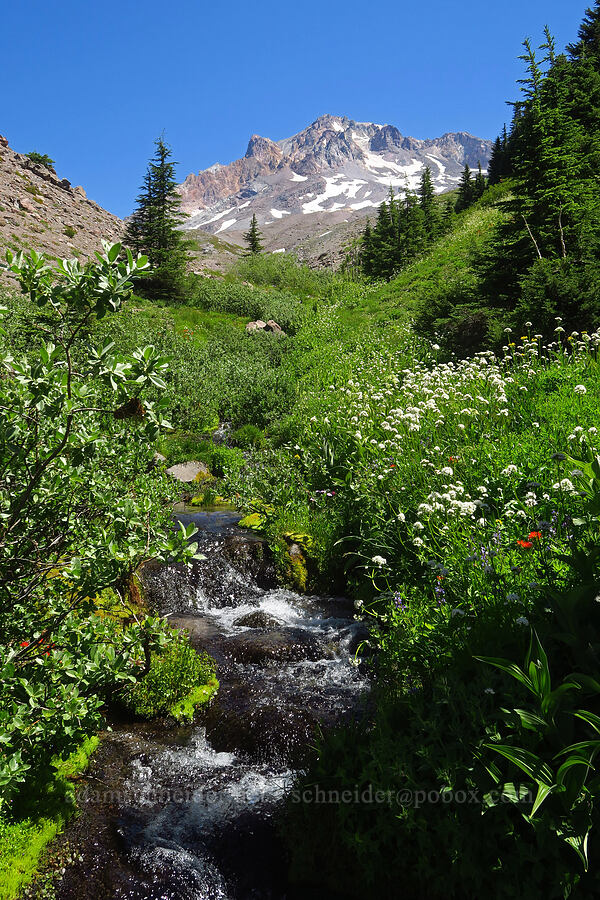 wildflowers & Mount Hood (Valeriana sitchensis, Lupinus latifolius, Erigeron glacialis var. glacialis, Castilleja suksdorfii, Veratrum viride var. eschscholtzianum (Veratrum eschscholtzii)) [Paradise Park Loop Trail, Mt. Hood Wilderness, Clackamas County, Oregon]