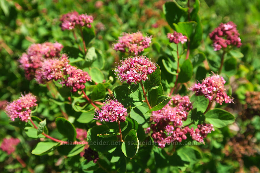 subalpine spirea (Spiraea splendens (Spiraea densiflora)) [Paradise Park Loop Trail, Mt. Hood Wilderness, Clackamas County, Oregon]