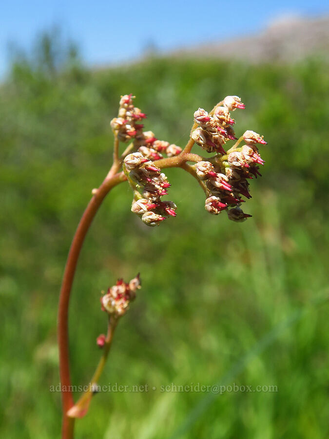 leather-leaf saxifrage, going to seed (Leptarrhena pyrolifolia (Saxifraga pyrolifolia)) [Paradise Park Loop Trail, Mt. Hood Wilderness, Clackamas County, Oregon]