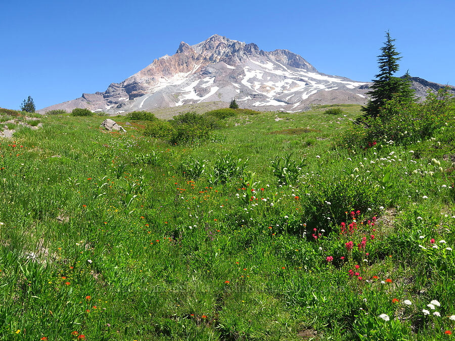 wildflowers & Mount Hood (Castilleja suksdorfii, Castilleja parviflora var. oreopola, Valeriana sitchensis, Veratrum viride var. eschscholtzianum (Veratrum eschscholtzii), Dodecatheon jeffreyi (Primula jeffreyi)) [Paradise Park Loop Trail, Mt. Hood Wilderness, Clackamas County, Oregon]