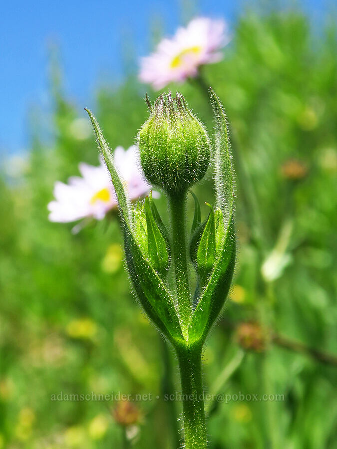 hairy arnica, budding (Arnica mollis) [Paradise Park Loop Trail, Mt. Hood Wilderness, Clackamas County, Oregon]