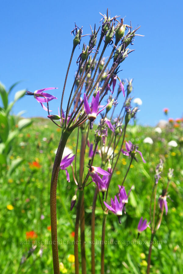 tall mountain shooting-star (Dodecatheon jeffreyi (Primula jeffreyi)) [Paradise Park Loop Trail, Mt. Hood Wilderness, Clackamas County, Oregon]