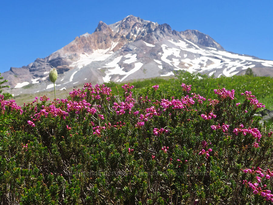 pink mountain heather & Mount Hood (Phyllodoce empetriformis) [Paradise Park Loop Trail, Mt. Hood Wilderness, Clackamas County, Oregon]