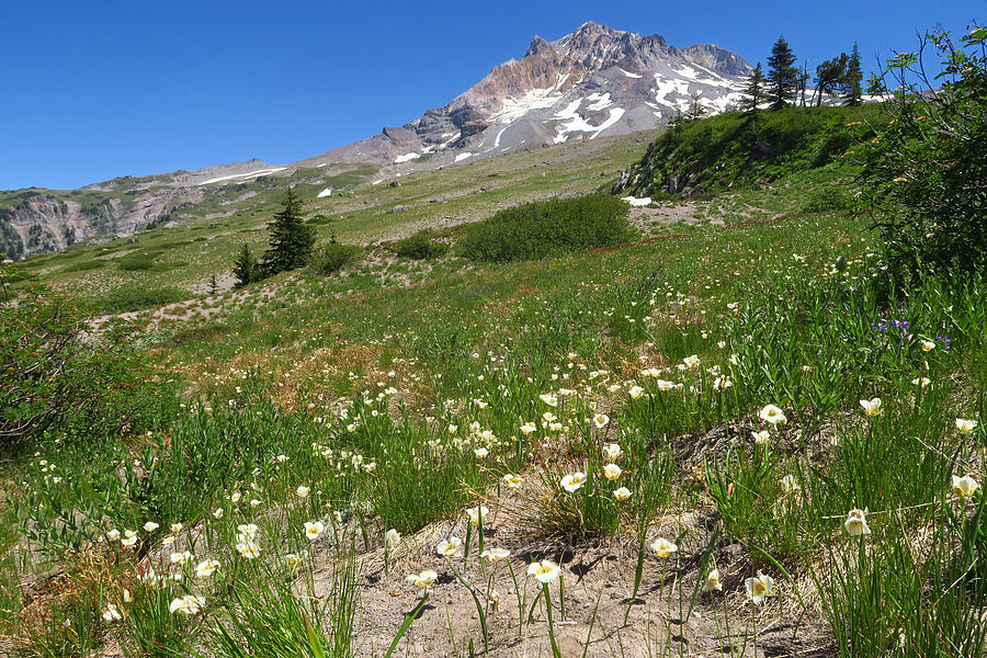 subalpine mariposa lilies (Calochortus subalpinus) [Paradise Park Loop Trail, Mt. Hood Wilderness, Clackamas County, Oregon]