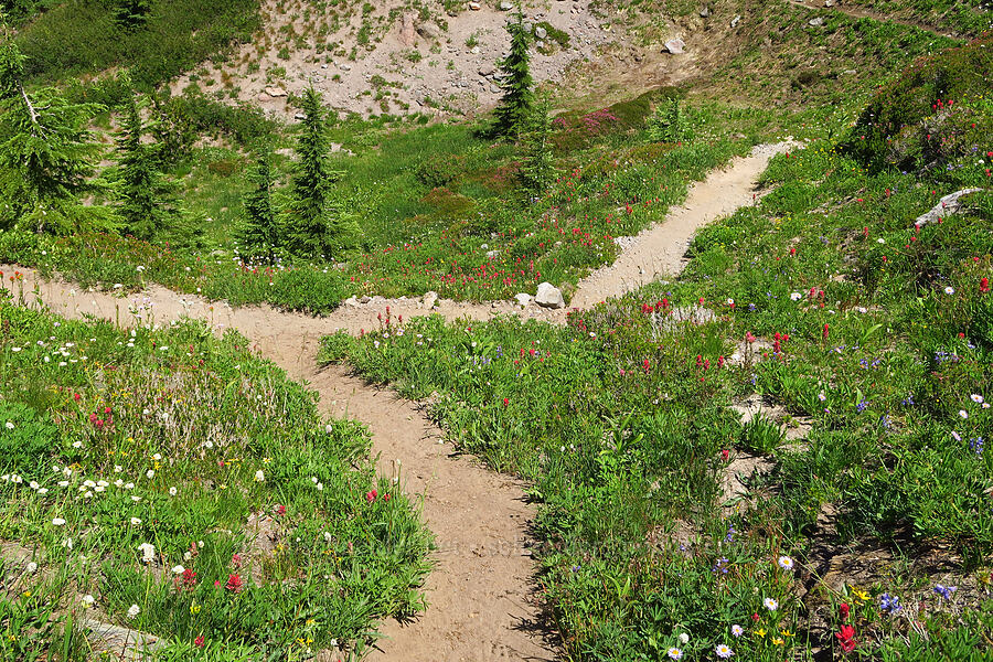 wildflowers (Castilleja parviflora var. oreopola, Erigeron glacialis var. glacialis, Lupinus latifolius, Luetkea pectinata, Calochortus subalpinus, Arnica sp., Phyllodoce empetriformis) [Paradise Park Loop Trail, Mt. Hood Wilderness, Clackamas County, Oregon]