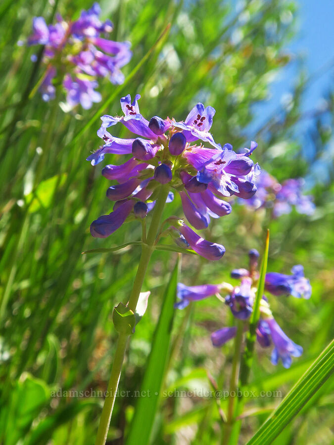 small-flowered penstemon (Penstemon procerus) [Paradise Park Loop Trail, Mt. Hood Wilderness, Clackamas County, Oregon]