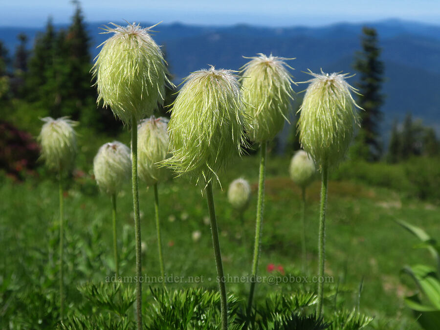 western pasqueflower seed heads (Anemone occidentalis (Pulsatilla occidentalis)) [Paradise Park Loop Trail, Mt. Hood Wilderness, Clackamas County, Oregon]