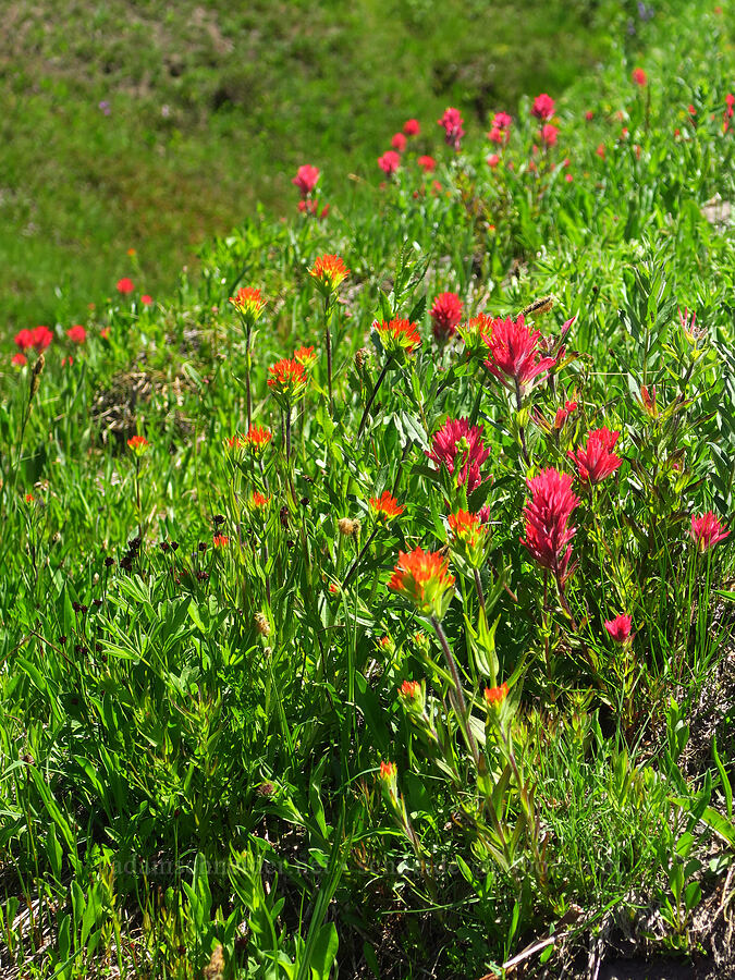 Suksdorf's paintbrush & magenta paintbrush (Castilleja suksdorfii, Castilleja parviflora var. oreopola) [Paradise Park, Mt. Hood Wilderness, Clackamas County, Oregon]