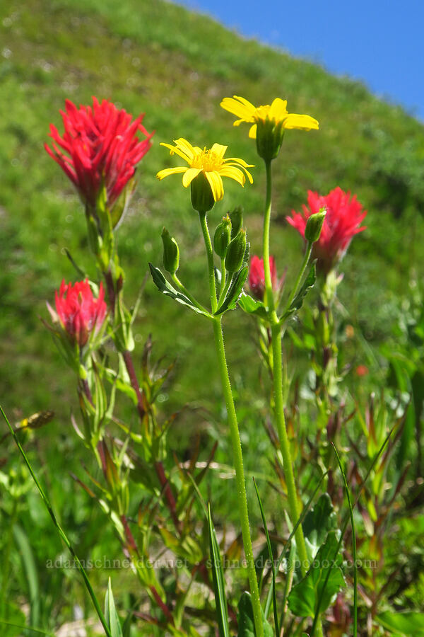 broad-leaf arnica & magenta paintbrush (Arnica latifolia, Castilleja parviflora var. oreopola) [Paradise Park, Mt. Hood Wilderness, Clackamas County, Oregon]