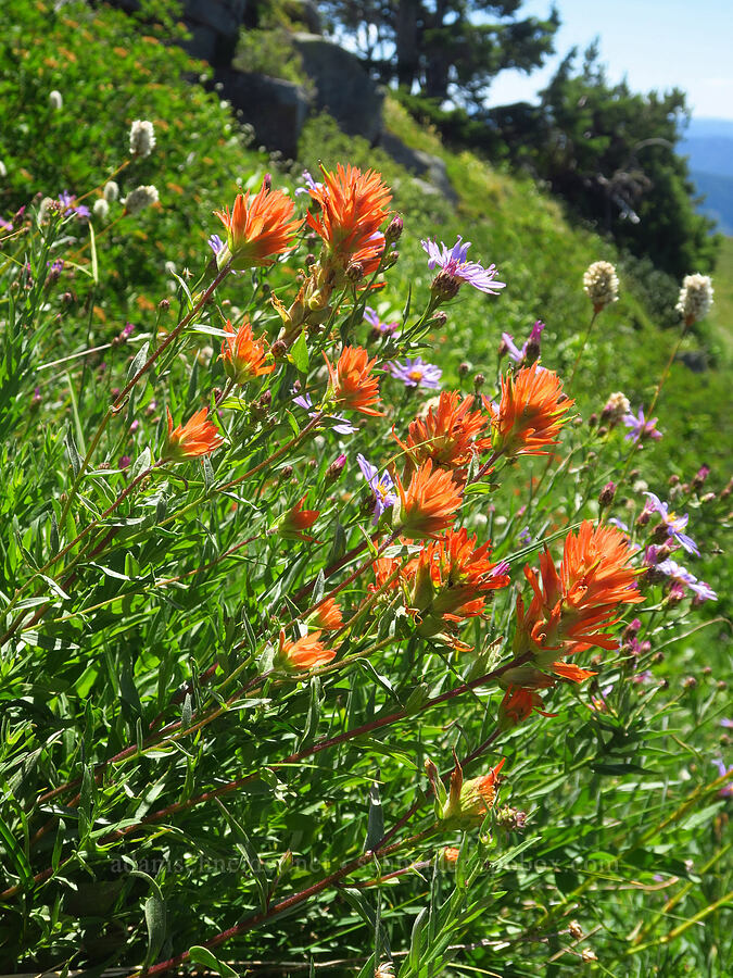 wildflowers (Castilleja miniata, Doellingeria ledophylla (Eucephalus ledophyllus) (Aster ledophyllus), Bistorta bistortoides (Polygonum bistortoides)) [Paradise Park, Mt. Hood Wilderness, Clackamas County, Oregon]