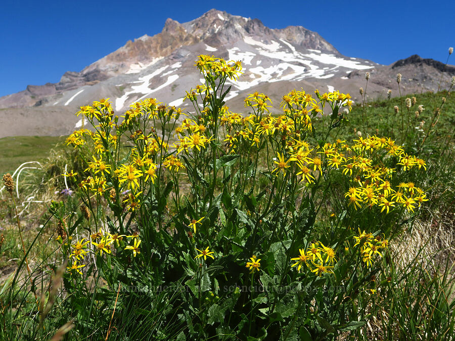 arrow-leaf groundsel (Senecio triangularis) [Paradise Park, Mt. Hood Wilderness, Clackamas County, Oregon]