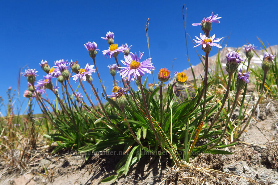 tundra asters (Oreostemma alpigenum (Aster alpigenus)) [Paradise Park, Mt. Hood Wilderness, Clackamas County, Oregon]