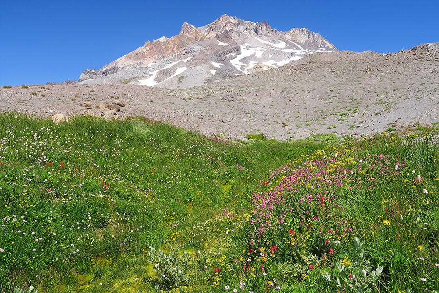 wildflowers & Mount Hood (Erythranthe lewisii (Mimulus lewisii), Castilleja parviflora var. oreopola, Erigeron glacialis var. glacialis, Bistorta bistortoides (Polygonum bistortoides), Senecio triangularis, Arnica sp.) [Paradise Park, Mt. Hood Wilderness, Clackamas County, Oregon]