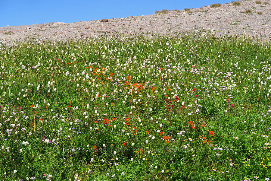 wildflowers (Castilleja suksdorfii, Castilleja parviflora var. oreopola, Bistorta bistortoides (Polygonum bistortoides), Erigeron glacialis var. glacialis, Arnica sp.) [Paradise Park, Mt. Hood Wilderness, Clackamas County, Oregon]