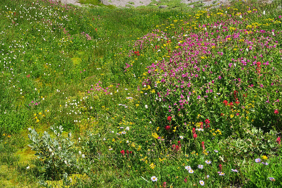 wildflowers (Erythranthe lewisii (Mimulus lewisii), Senecio triangularis, Castilleja parviflora var. oreopola, Bistorta bistortoides (Polygonum bistortoides), Erigeron glacialis var. glacialis) [Paradise Park, Mt. Hood Wilderness, Clackamas County, Oregon]