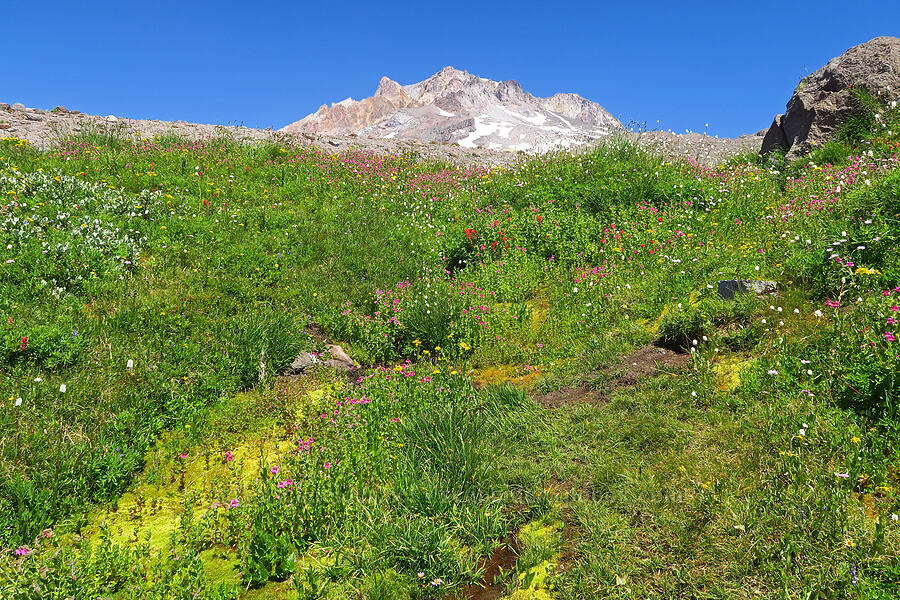 wildflowers & Mount Hood (Erythranthe lewisii (Mimulus lewisii), Senecio triangularis, Castilleja parviflora var. oreopola, Bistorta bistortoides (Polygonum bistortoides), Erigeron glacialis var. glacialis) [Paradise Park, Mt. Hood Wilderness, Clackamas County, Oregon]