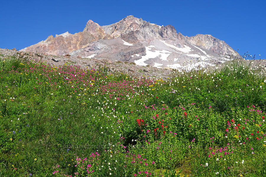 wildflowers & Mount Hood (Erythranthe lewisii (Mimulus lewisii), Senecio triangularis, Castilleja parviflora var. oreopola, Bistorta bistortoides (Polygonum bistortoides), Erigeron glacialis var. glacialis) [Paradise Park, Mt. Hood Wilderness, Clackamas County, Oregon]