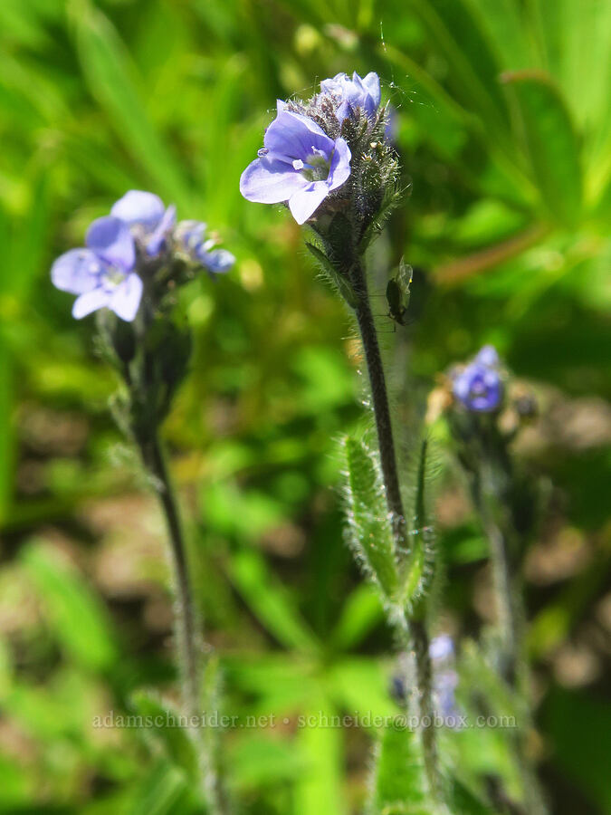 alpine speedwell (Veronica wormskjoldii) [Paradise Park, Mt. Hood Wilderness, Clackamas County, Oregon]