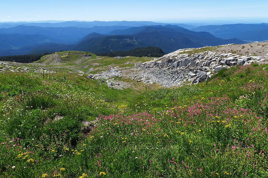 wildflowers & Paradise Park (Erythranthe lewisii (Mimulus lewisii), Senecio triangularis, Bistorta bistortoides (Polygonum bistortoides), Erigeron glacialis var. glacialis) [Paradise Park, Mt. Hood Wilderness, Clackamas County, Oregon]