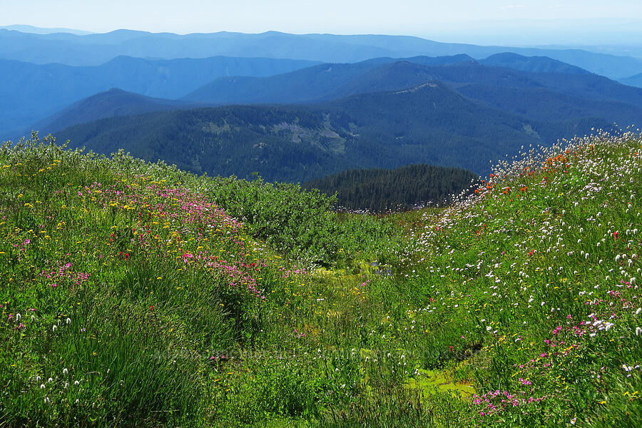 wildflowers (Erythranthe lewisii (Mimulus lewisii), Senecio triangularis, Erigeron glacialis var. glacialis, Castilleja suksdorfii, Bistorta bistortoides (Polygonum bistortoides)) [Paradise Park, Mt. Hood Wilderness, Clackamas County, Oregon]