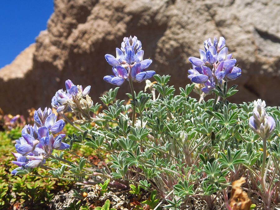 dwarf lupine (Lupinus lepidus var. lobbii) [above Paradise Park, Mt. Hood Wilderness, Clackamas County, Oregon]