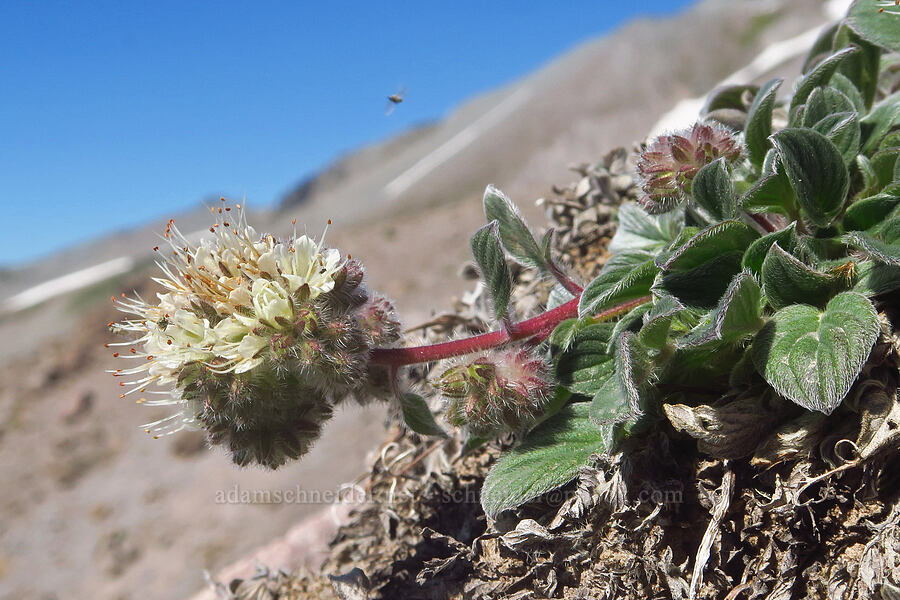 timberline phacelia (Phacelia hastata var. compacta) [above Paradise Park, Mt. Hood Wilderness, Clackamas County, Oregon]