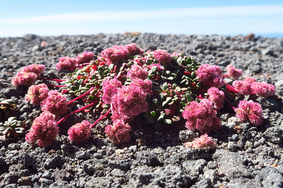 pussy-paws (Calyptridium umbellatum (Cistanthe umbellata)) [Mississippi Head, Mt. Hood Wilderness, Clackamas County, Oregon]