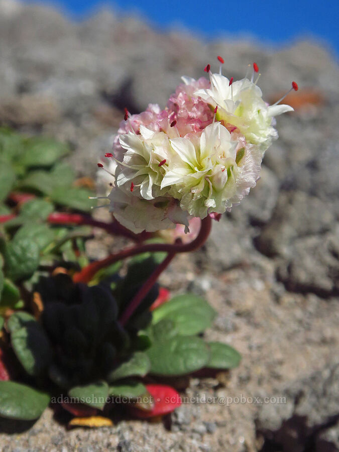 pussy-paws (Calyptridium umbellatum (Cistanthe umbellata)) [above Zigzag Canyon, Mt. Hood Wilderness, Clackamas County, Oregon]