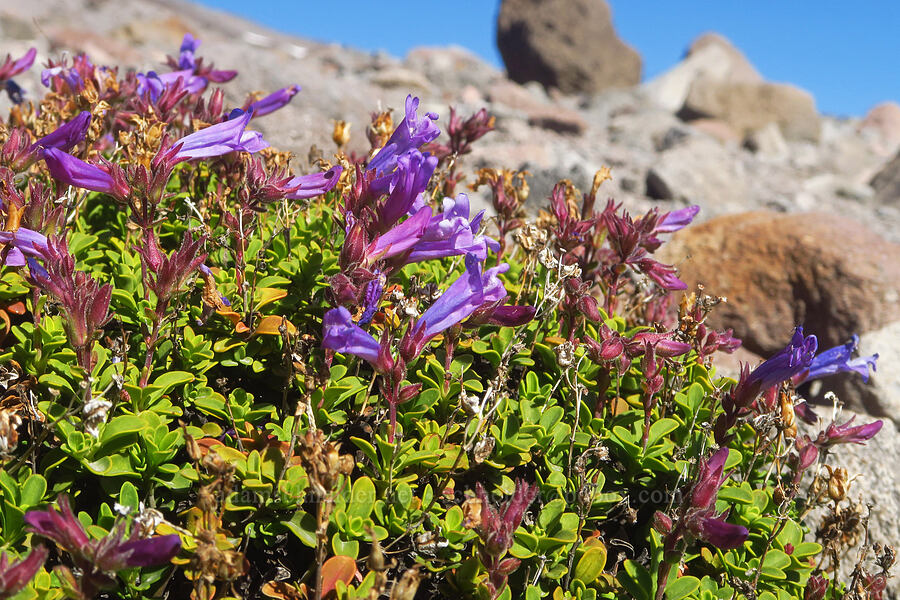 Davidson's penstemon (Penstemon davidsonii) [above Zigzag Canyon, Mt. Hood Wilderness, Clackamas County, Oregon]