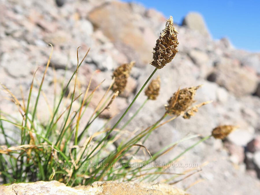 Brewer's sedge (Carex breweri) [above Zigzag Canyon, Mt. Hood Wilderness, Clackamas County, Oregon]