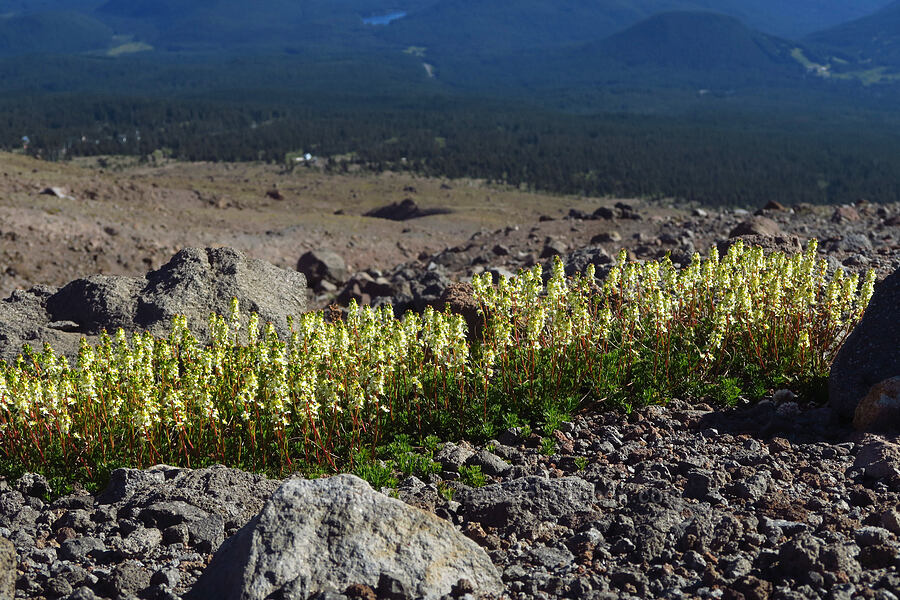partridgefoot (Luetkea pectinata) [above Timberline Lodge, Mt. Hood Wilderness, Clackamas County, Oregon]