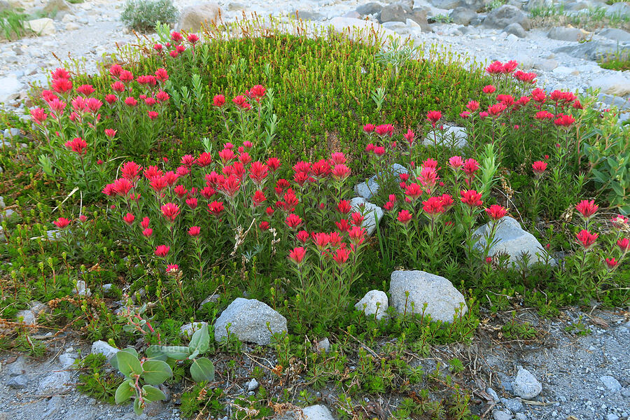 magenta paintbrush (Castilleja parviflora var. oreopola) [near Timberline Lodge, Mt. Hood Wilderness, Clackamas County, Oregon]