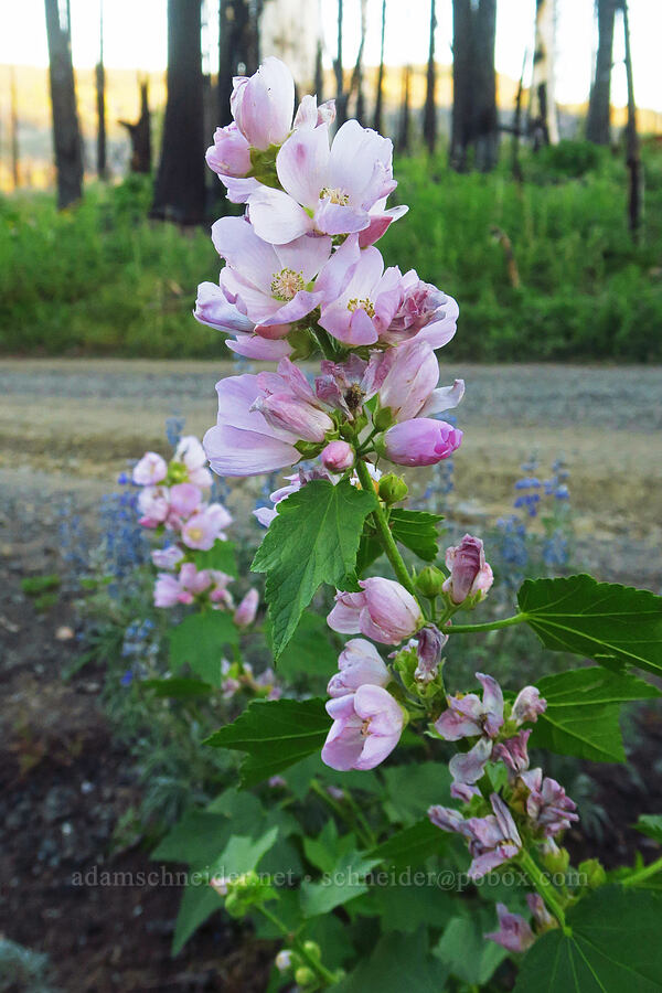 mountain hollyhock (Iliamna rivularis) [Forest Road 1500-190, Okanogan-Wenatchee National Forest, Yakima County, Washington]