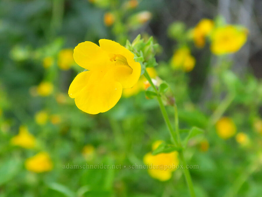 yellow monkeyflower (Erythranthe guttata (Mimulus guttatus)) [Forest Road 1500-190, Okanogan-Wenatchee National Forest, Yakima County, Washington]