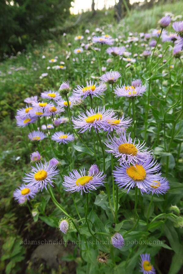 showy fleabane (Erigeron speciosus) [Forest Road 1500-190, Okanogan-Wenatchee National Forest, Yakima County, Washington]